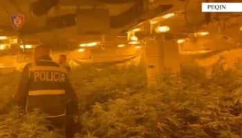 Video/ Momenti kur policia “mësyn” në magazinën e mbushur me kanabis. Shpallet në kërkim pronari, drejtor i burgut të Rrogozhinës, i përfshirë edhe përgjegjësi i OSHEE-së