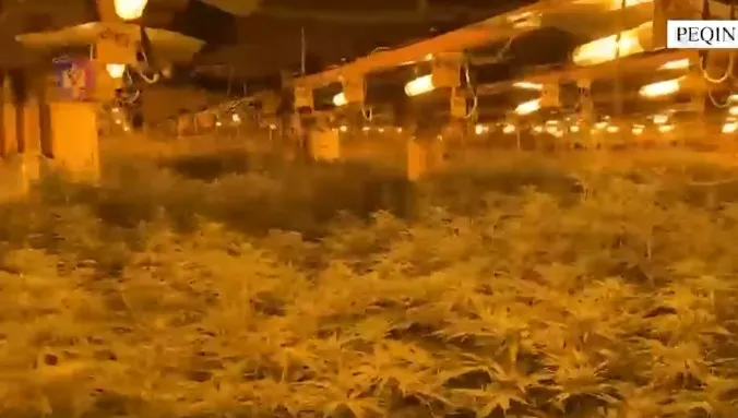 Vijojnë hetimet në kuadër të operacionit policor “Kurtaj” në Peqin, një në pranga 4 në kërkim për “Shpërdorim detyre”