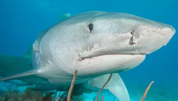 Zbulim shqetësues: Peshkaqenë me droga pranë zonave turistike