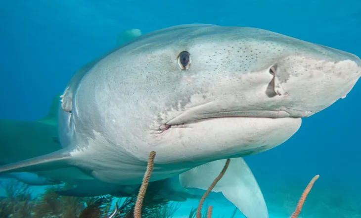 Zbulim shqetësues: Peshkaqenë me droga pranë zonave turistike