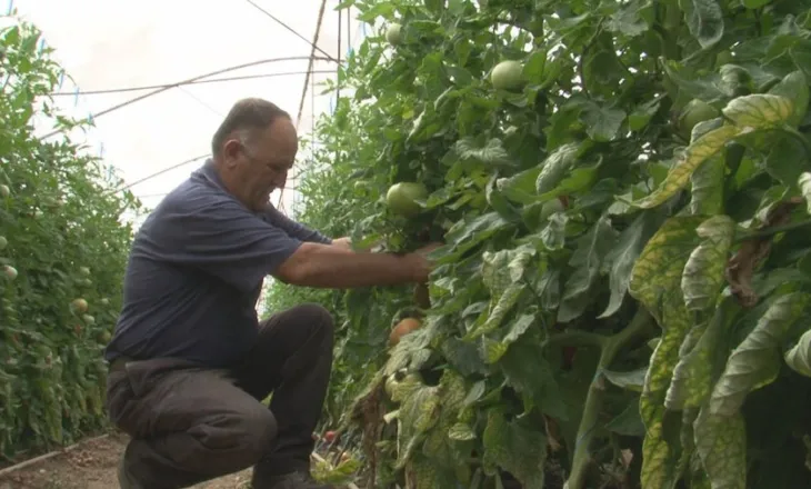 Zhbllokohen fondet IPARD III, BE hap rrugën për financimin e bujqësisë shqiptare