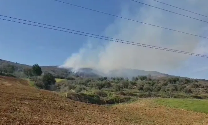 Zjarr në ullishtet e Duhanasit në Berat, flakët përhapen drejt zonës me pisha