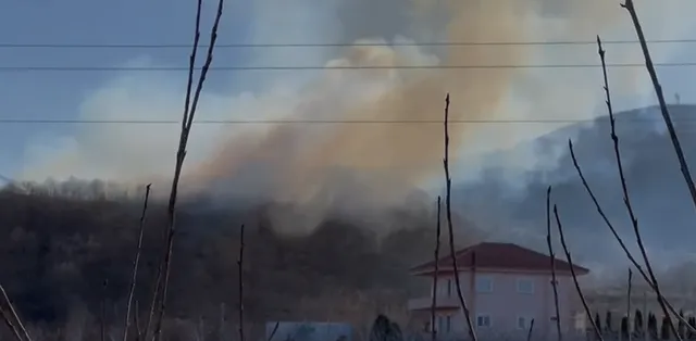 Zjarri përfshin një sipërfaqe pyjore në Pogradec, zjarrfikësit dhe banorët në luftë me flakët