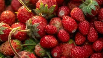 3 këshilla për të ulur konsumin e sheqerit, dhe për të qetësuar sistemin nervor