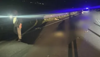 Aksident në aksin Orikum-Vlorë/ Automjeti përplas 10 bagëti, lëndohet edhe çobani