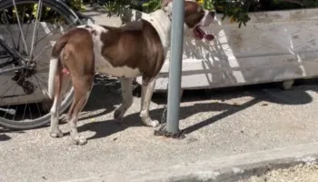 “Beteja” për qentë e rrugës në Vlorë/ Paditet bashkia për zhdukjen e pitbullit që kafshoi fëmijën, banorët të shqetësuar për sigurinë