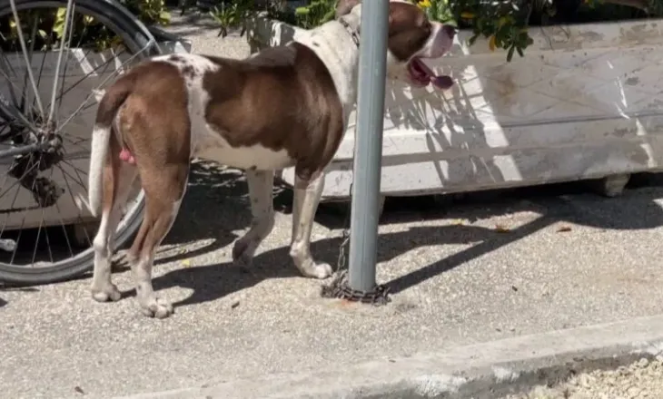 “Beteja” për qentë e rrugës në Vlorë/ Paditet bashkia për zhdukjen e pitbullit që kafshoi fëmijën, banorët të shqetësuar për sigurinë
