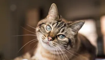 Çfarë tregon ulërima e maces gjatë natës?