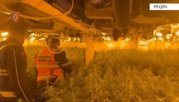 DETAJE / 4,000 rrënjë kanabis në dy magazina në Peqin, pezullohen 7 punonjës policie