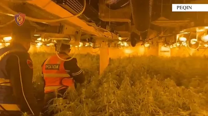 DETAJE / 4,000 rrënjë kanabis në dy magazina në Peqin, pezullohen 7 punonjës policie