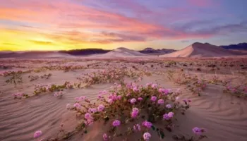 Fenomen i rrallë në Luginën e Vdekjes! Vendi më i nxehtë në Tokë mbushet me lule shumëngjyrëshe