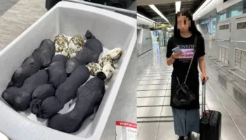 Fshehu në rrobat e saj breshka me vlerë 9000 dollarë, arrestohet në Tajlandë 19-vjeçarja