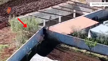 Kultivuan kanabis në platformat me polisterol, në pranga 3 persona, 1 në kërkim