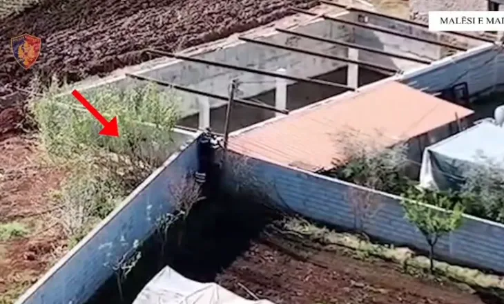 Kultivuan kanabis në platformat me polisterol, në pranga 3 persona, 1 në kërkim