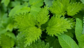 Një bimë që eliminon të gjitha toksinat nga trupi – që rritet përreth jush