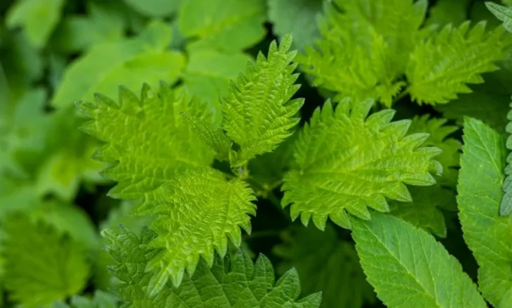 Një bimë që eliminon të gjitha toksinat nga trupi – që rritet përreth jush