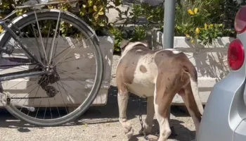 Po shëtiste me gjyshen në Vlorë, 4-vjeçarja sulmohet nga pitbulli, dërgohet me urgjencë në spital