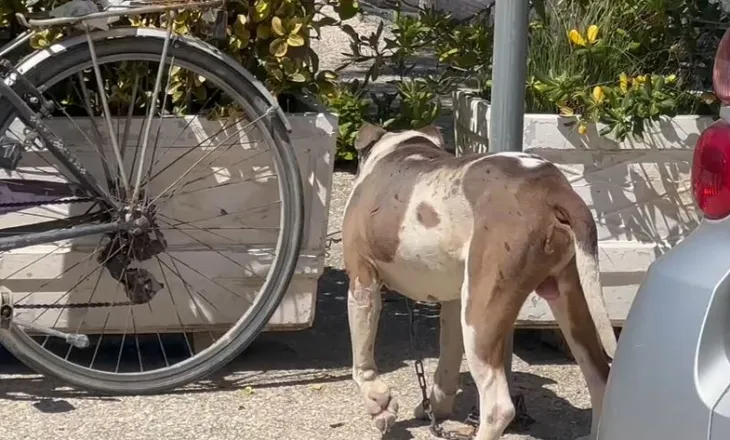 Po shëtiste me gjyshen në Vlorë, 4-vjeçarja sulmohet nga pitbulli, dërgohet me urgjencë në spital