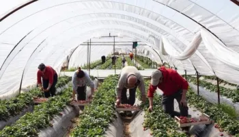 “Po s’vuri dorë shteti, falimentuam!”/ Fermeri i luleshtrydheve: S’ka ardhur askush, sikur nuk ekzistojmë!