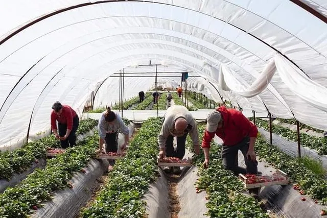 “Po s’vuri dorë shteti, falimentuam!”/ Fermeri i luleshtrydheve: S’ka ardhur askush, sikur nuk ekzistojmë!