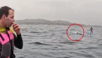 VIDEO/ Ndjekje e frikshme në det, peshkaqeni 4 metra i gjatë terrorizon sërfistin në Kaliforni