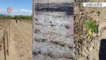 Zbulohet ara me kanabis në Shkodër, arrestohen babë e bir