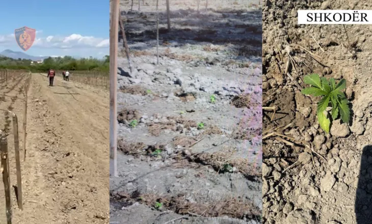 Zbulohet ara me kanabis në Shkodër, arrestohen babë e bir