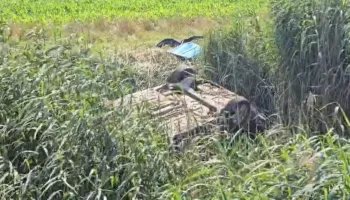 Aksident në Darzezë, makina del nga rruga dhe përfundon në kanal, 1 person humb jetën