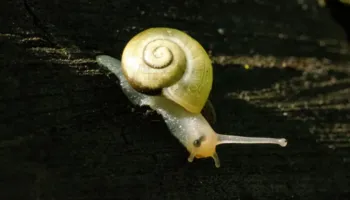 Akti radikal i ngadalësimit
