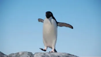 Çdo vit, një pinguin noton mijëra kilometra për të vizituar njeriun që i shpëtoi jetën