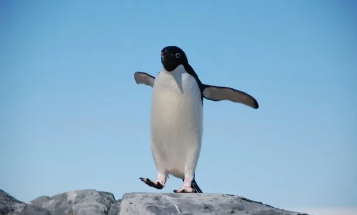 Çdo vit, një pinguin noton mijëra kilometra për të vizituar njeriun që i shpëtoi jetën