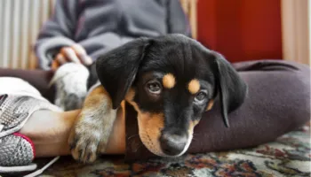 Çfarë duhet të dini nëse adoptoni një qenush për herë të parë