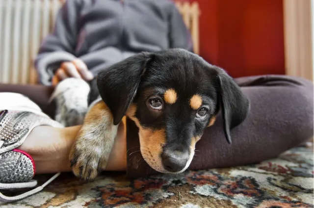 Çfarë duhet të dini nëse adoptoni një qenush për herë të parë