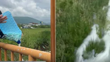 Çmimi bie nga 48 në 27 centë për litër, fermerët e hedhin qumështin në kanal