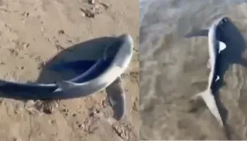 Del një peshkaqen në breg në Lungomaren e Vlorës, dyshohet se është lënduar nga mjetet lundruese