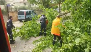 Era e fortë rrëzon pemët në zonën e Transballkanikes dhe në brendësi të ‘Lungomares’