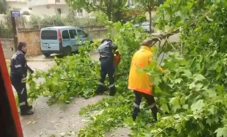 Era e fortë rrëzon pemët në zonën e Transballkanikes dhe në brendësi të ‘Lungomares’