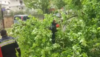 Era e fortë vijon të krijojë probleme në Vlorë, dy pemë rrëzohen dhe bllokojnë rrugët