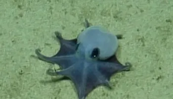 ‘Është i vogël!’/ Zbulohet oktapodi blu pranë Ishujve Galapagos