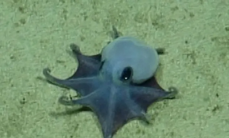 ‘Është i vogël!’/ Zbulohet oktapodi blu pranë Ishujve Galapagos