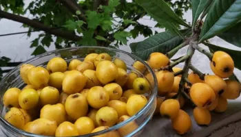 Është sezoni i nespullave, fruti i artë i pranverës me fuqi shëruese