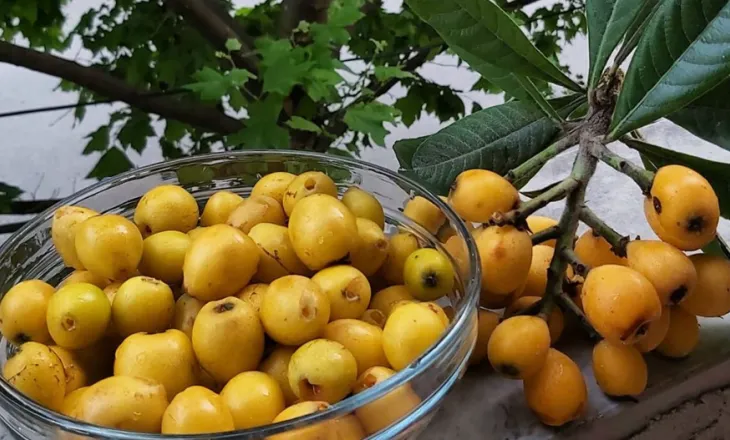 Është sezoni i nespullave, fruti i artë i pranverës me fuqi shëruese