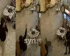 FOTO/ Tentoi të vriste ‘Guccin’ në Durrës, arrestohet 23-vjeçari i shpallur në kërkim – EMRAT