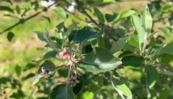 I ftohti shkatërroi frutat, fermerët e Devollit raportojnë deri në 100% dëme nga ngricat e majit