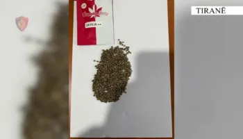 Iu gjetën 1000 fara kanabisi në automjet, arrestohen në flagrancë 66-vjeçari në Tiranë