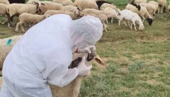 “Kam 15 mln lekë dëme”/ Rikthehet murtaja e bagëtive në Shkodër, karantinohet një fshat në Dajç, 20 krerë ngordhin,…