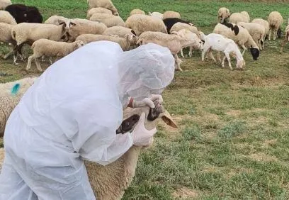 “Kam 15 mln lekë dëme”/ Rikthehet murtaja e bagëtive në Shkodër, karantinohet një fshat në Dajç, 20 krerë ngordhin,…