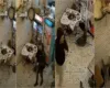 Kërkohej nga policia, por rehatohej në shtëpi, ja si u kap gafil Fabjan Brahja. Tani radha e Bledar Çunit…