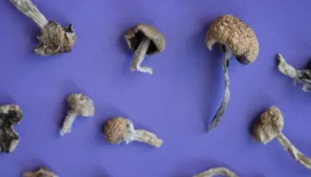 Kërpudhat magjike zvogëlojnë varësinë nga kokaina