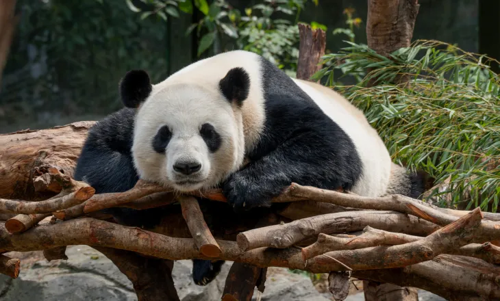 Kina dhe SHBA rinovojnë partneritetin historik për ruajtjen e pandave gjigante